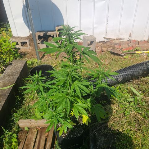 Solo Rando growlog timeline photo