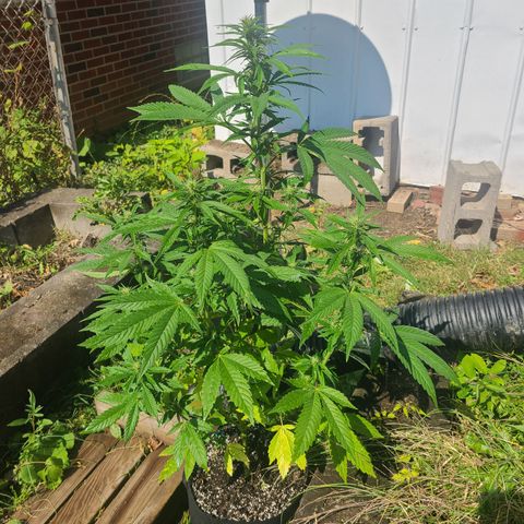 Solo Rando growlog timeline photo