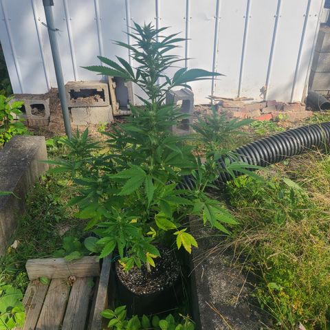 Solo Rando growlog timeline photo