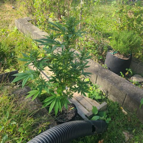 Solo Rando growlog timeline photo