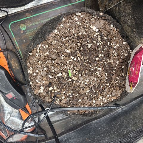 RQS OG Kush GWJ25 growlog photo: Finally broke through the soil 