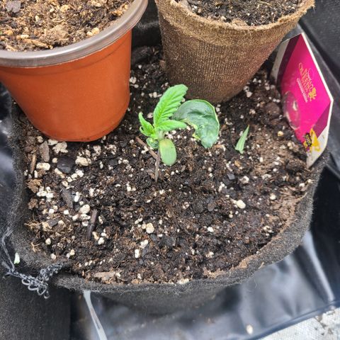 RQS OG Kush GWJ25 growlog photo: Its still kickin