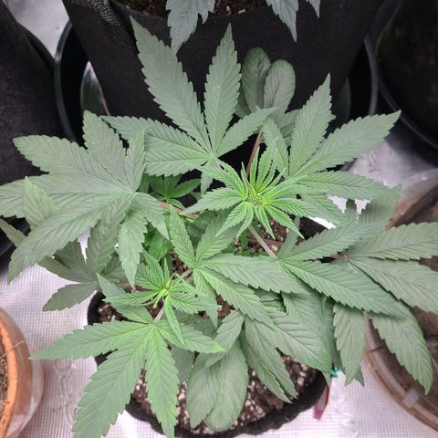 RQS OG Kush GWJ25 growlog timeline photo
