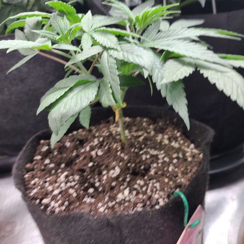 RQS OG Kush GWJ25 growlog timeline photo