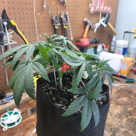 RQS OG Kush GWJ25 growlog timeline photo