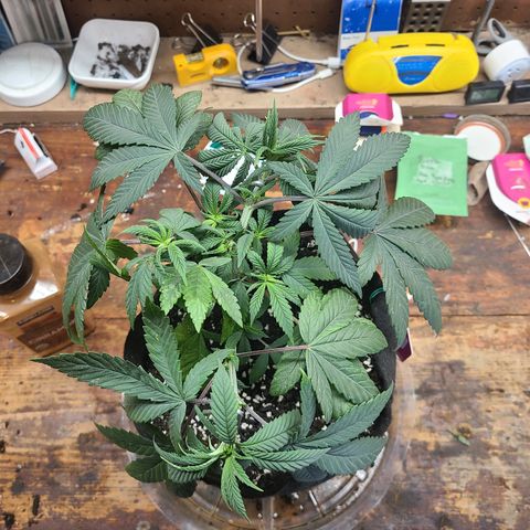 RQS OG Kush GWJ25 growlog timeline photo