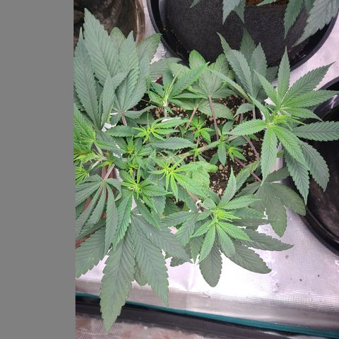 RQS OG Kush GWJ25 growlog timeline photo