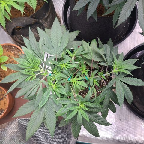 RQS OG Kush GWJ25 growlog timeline photo