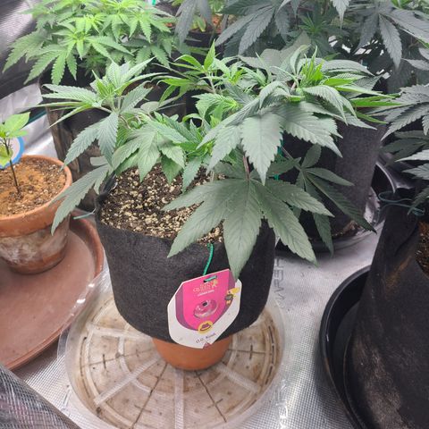 RQS OG Kush GWJ25 growlog timeline photo