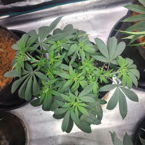RQS OG Kush GWJ25 growlog timeline photo