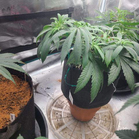 RQS OG Kush GWJ25 growlog timeline photo