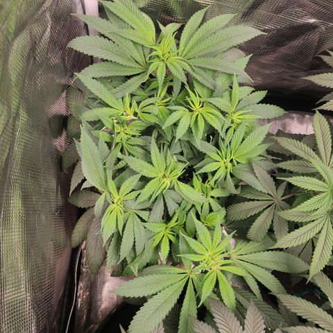 RQS OG Kush GWJ25 growlog timeline photo