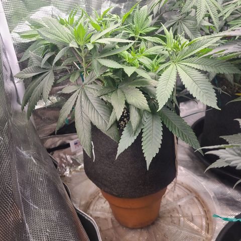 RQS OG Kush GWJ25 growlog timeline photo