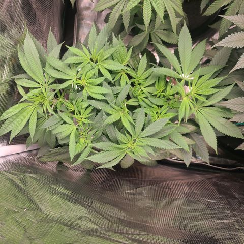 RQS OG Kush GWJ25 growlog timeline photo