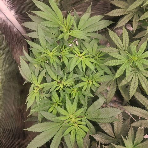 RQS OG Kush GWJ25 growlog timeline photo