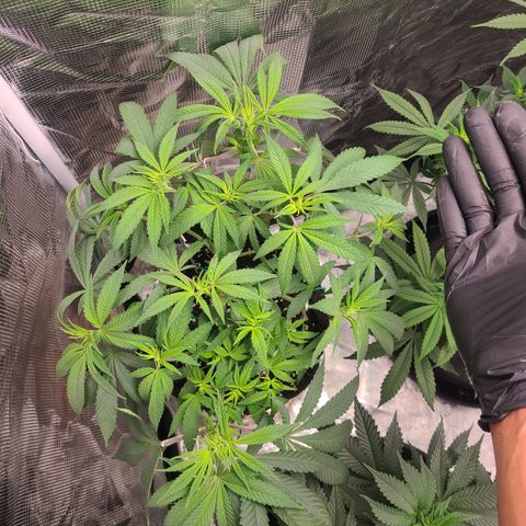 RQS OG Kush GWJ25 growlog timeline photo