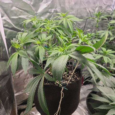 RQS OG Kush GWJ25 growlog timeline photo