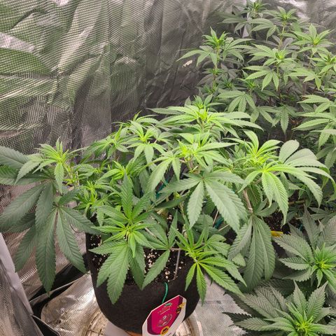 RQS OG Kush GWJ25 growlog timeline photo