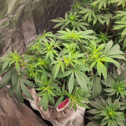 RQS OG Kush GWJ25 growlog timeline photo