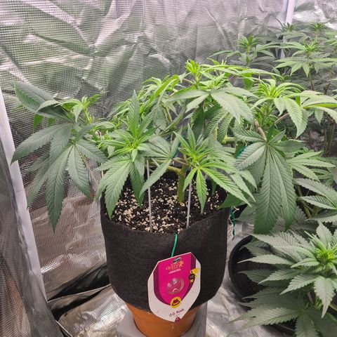 RQS OG Kush GWJ25 growlog timeline photo