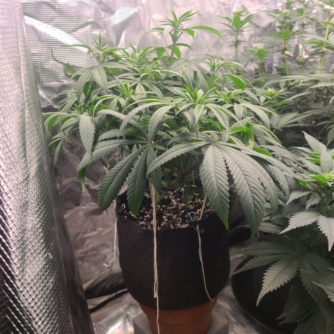 RQS OG Kush GWJ25 growlog timeline photo