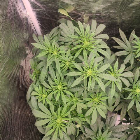 RQS OG Kush GWJ25 growlog timeline photo