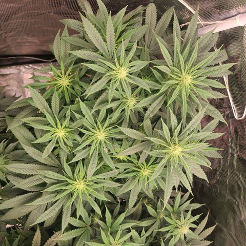 RQS OG Kush GWJ25 growlog timeline photo