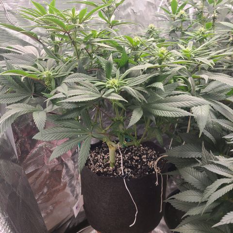 RQS OG Kush GWJ25 growlog timeline photo