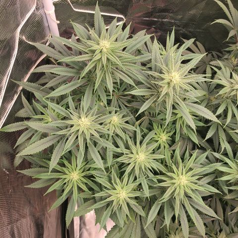 RQS OG Kush GWJ25 growlog timeline photo