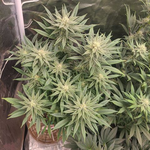 RQS OG Kush GWJ25 growlog timeline photo