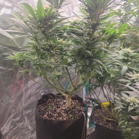 RQS OG Kush GWJ25 growlog timeline photo