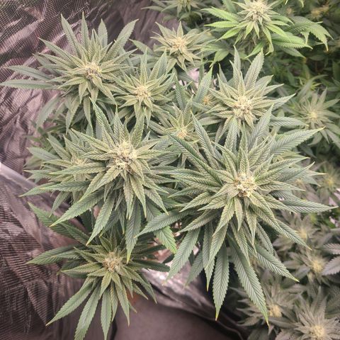 RQS OG Kush GWJ25 growlog timeline photo
