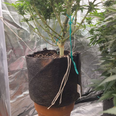 RQS OG Kush GWJ25 growlog timeline photo