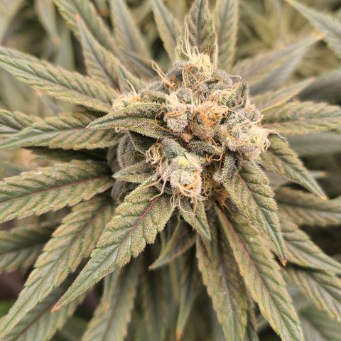 RQS OG Kush GWJ25 growlog timeline photo