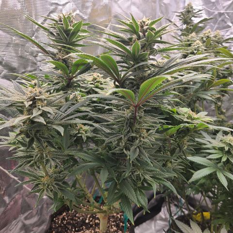 RQS OG Kush GWJ25 growlog timeline photo