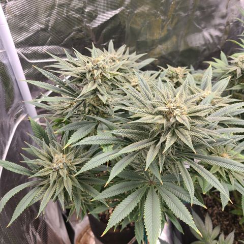 RQS OG Kush GWJ25 growlog timeline photo