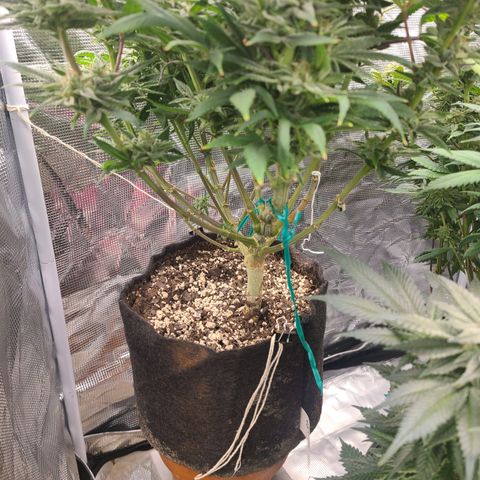 RQS OG Kush GWJ25 growlog timeline photo