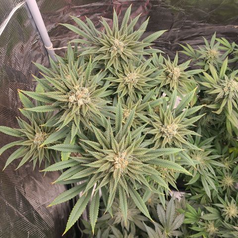RQS OG Kush GWJ25 growlog timeline photo