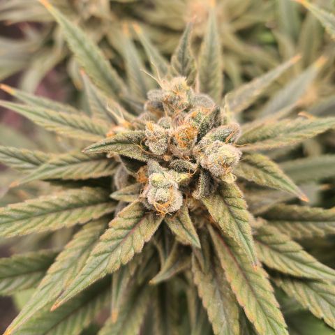 RQS OG Kush GWJ25 growlog timeline photo