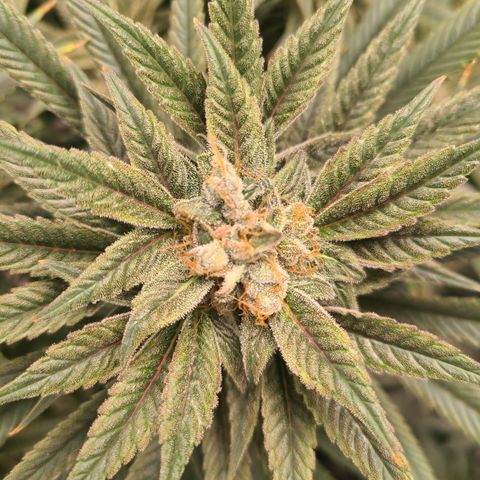 RQS OG Kush GWJ25 growlog timeline photo