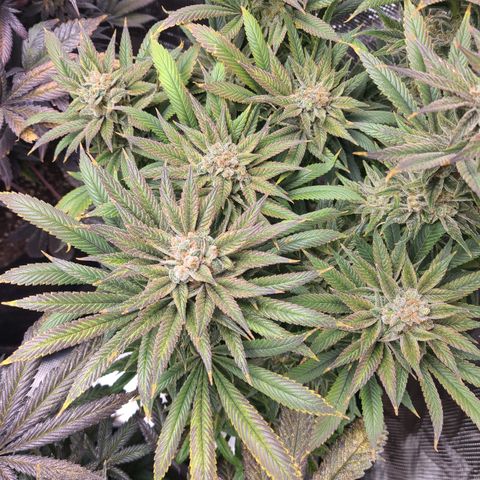 RQS OG Kush GWJ25 growlog timeline photo