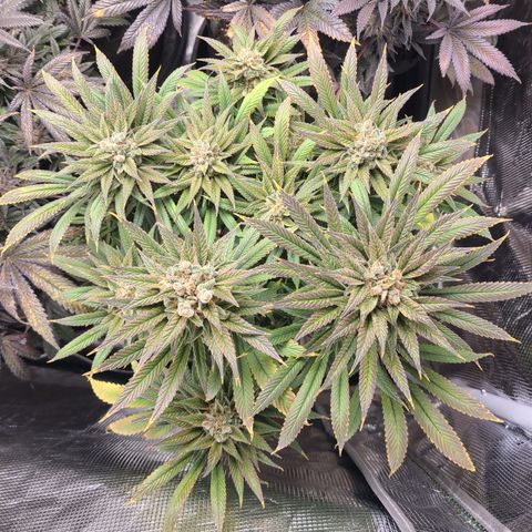 RQS OG Kush GWJ25 growlog timeline photo