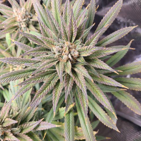 RQS OG Kush GWJ25 growlog timeline photo