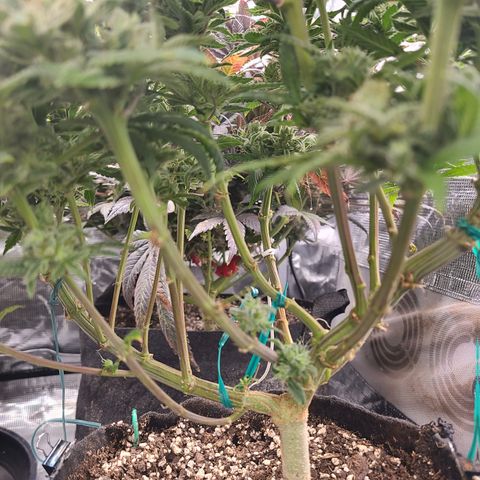 RQS OG Kush GWJ25 growlog timeline photo
