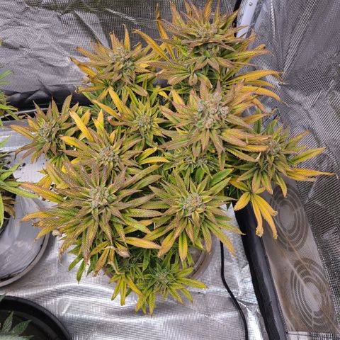 RQS OG Kush GWJ25 growlog timeline photo