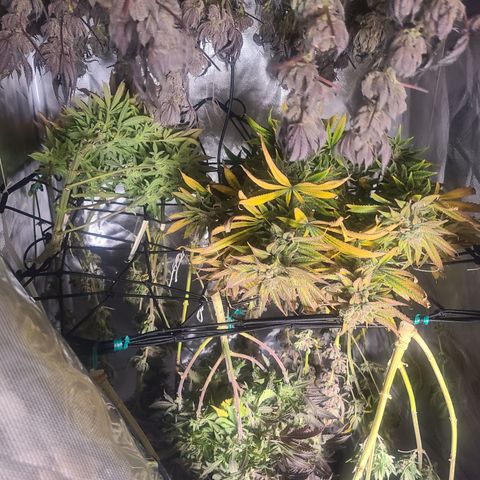 RQS OG Kush GWJ25 growlog timeline photo