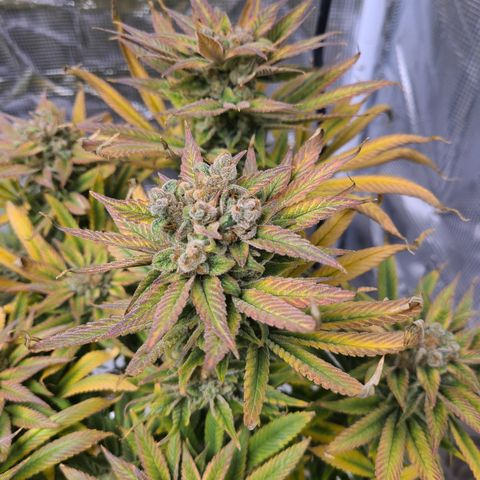 RQS OG Kush GWJ25 growlog timeline photo