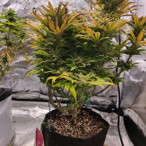 RQS OG Kush GWJ25 growlog timeline photo