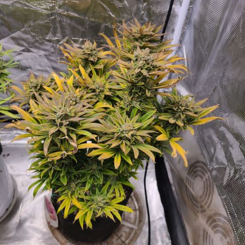 RQS OG Kush GWJ25 growlog timeline photo