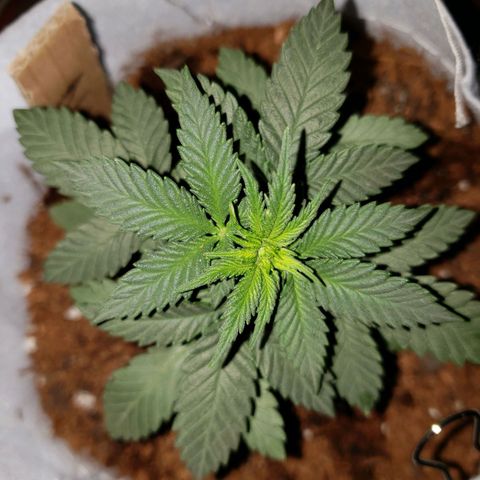 Northern Lights  growlog timeline photo